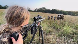 HUGE GROUP of HOGS at 30 YARDS