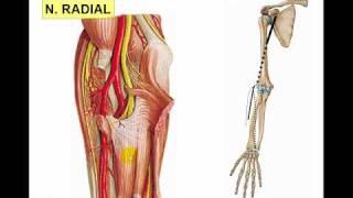 PLEXO BRAQUIAL 3 NERVIO RADIAL