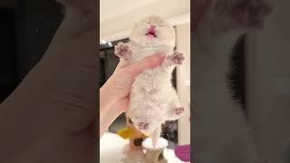 adorable and cute kitten #meow #cat #catasmr