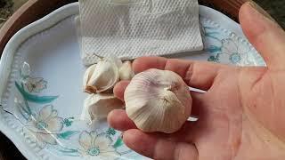 Planting garlic in a 18 x 18 size polybag