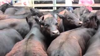 Wodonga Blue Ribbon weaner sales part 1