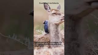 Feathered Architects: The Surprising Collaboration Between Birds and Deer