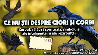 Ce nu ști despre ciori și corbi*Corbul, călăuză spirituală, simbol al inteligenței și al rezistenței