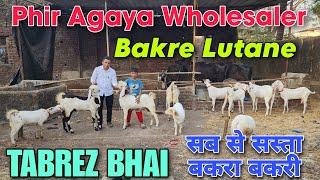 Phir Agaya Goat Wholesaler TABREZ BHAI | 2025 सब से सस्ता बकरा बकरी In Bhiwandi | Qurbani Goats