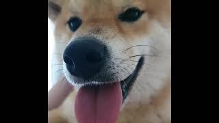 시바견 확대