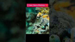 Hairy Shrimp #shrimp #hairyshrimp #amazingvideo  #mobilephone #Xiaomi14TPro #seafrogphonehousing