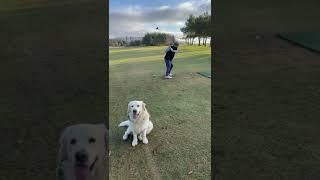 Golden Retriever Goes Golfing. Sonny and Buzz love the golf.