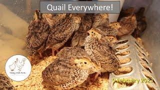 Quail Everywhere!