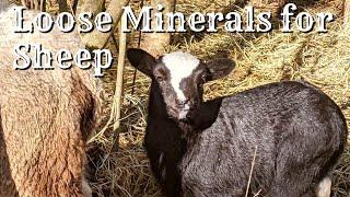 Loose Minerals for Sheep