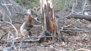 Australia: Best in Travel 2021 Community Restoration