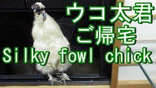 ウコ太君が窓からご帰宅でご満悦！烏骨鶏の帰宅 Silky fowl chick comes back home. 2022-10-26