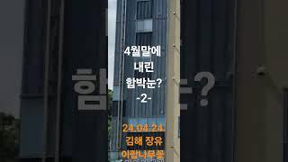 24.04.24.4월말에 내린 함박눈?:김해장유의 가로수 이팝나무꽃-2-