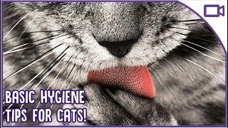 Basic Hygiene for Cats - TIPS AND TRICKS