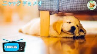 [広告なし] 犬をリラックスさせる癒しの音楽！ 愛犬を落ち着かせて不安を解消！