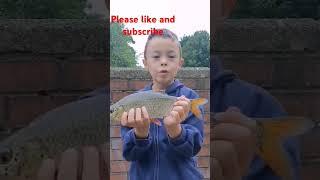 Huge Roach Pb #fishing #shorts #kids #record #roachfishinguk #polefishing #coarsefishing #uk #wales