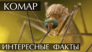 Интересные факты о Комарах