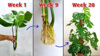 Propagate Monstera Deliciosa Plant for Beginners