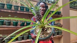 A Tour Of My Sister's Urban Garden In Kampala City