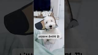 칠가이너무 귀여워서 미chill것 같아....ㅋㅋㅋ #chillguy #칠가이 #유행 #해외밈 #강아지 #cute #dog #shorts