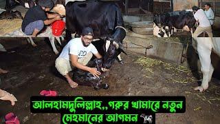 আলহামদুলিল্লাহ,,গরুর খামারে নতুন মেহমানের আগমন 