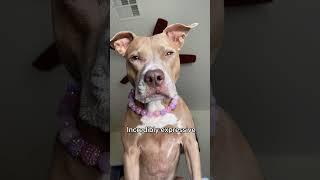 Why Pit Bulls Make the Best Family Dogs (You’ll Be Surprised)