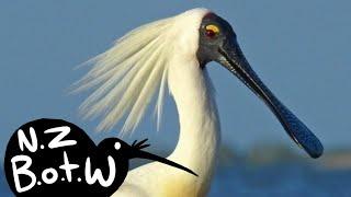 Royal spoonbill - New Zealand Bird of the Week