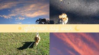 Dog walk | Yorkshire Terrier