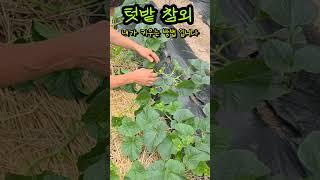 텃밭참외 내가하는 방법