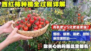 【阳台种植】在家自己种西红柿，如何才能高产？剪枝、追肥、授粉、光照…….|How to grow tomatoes|西红柿（番茄）种植分享！