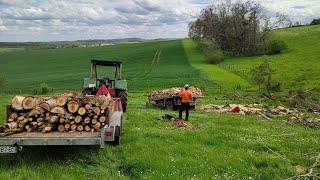 Débardage de gros peupliers #boisdechauffage #bucheron #forestmen