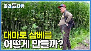 여름철 필수품! 한국의 3,000평 대마밭에서 시원한 삼베 이불을 만드는 과정│놀라운 조상의 지혜, 천년을 가는 삼베의 모든 것│극한직업│#골라듄다큐