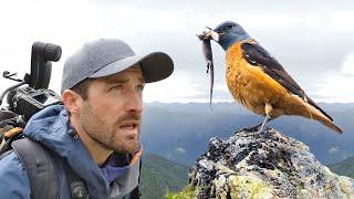 Alpine Birding | #gobirdingvlog 6 | Birding Vlog