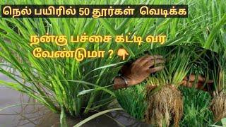 நெல் வயலில் சிங்க் சல்பேட்,நுண்ணூட்டம் போட்ட பின்பும் பச்சை கட்டவில்லை என்றால் என்ன செய்வது ?