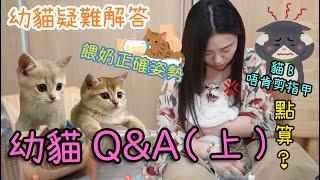 幼貓Q&A(上)！貓B唔肯剪指甲點算好？餵奶正確姿勢！嗆到可以點處理？ ▲貓奴雅軒小分享 [[中字]]