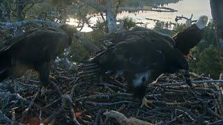 Sunny claims second fish from Jackie | Big Bear Bald Eagle | June 1, 2025