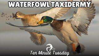 Waterfowl Taxidermy