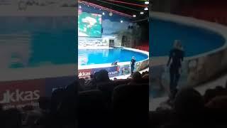 Sea Lion Aquarium