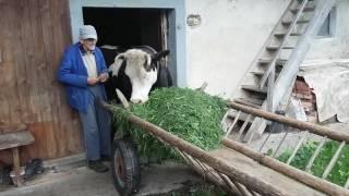 Stable door.. Grazing grass