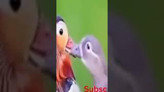 Mandarin duck call #shorts #bird #nature #sound #shortsvideo #shortsfeed #shortsviral