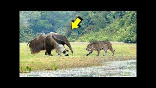 Best Fight Of The JAGUAR | Jaguar vs giant anteater, cayman, river otter