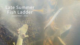 Life in a Late Summer Fish Ladder - September 2021
