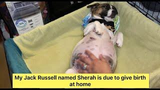 JACK RUSSELL GIVING BIRTH TO POMERANIAN JACK RUSSELL MIX PUPPIES | How To Help Dog Deliver Puppies