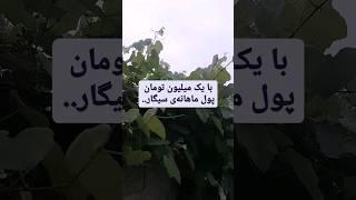 این خوراکی ها رو با پول یک ماه سیگار میشه خرید