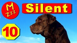 Silent Dog Whistle to Stop Dogs Barking - Random Whistle Sounds Only Dogs Can Hear