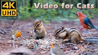 Dancing in Apple Orchards: Cozy Autumn with Chipmunks, Squirrels, Birds for Cats to Watch  4K