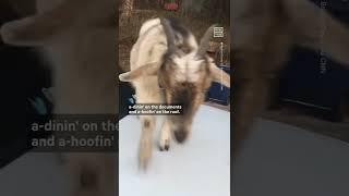 Goats Hungry For Justice Break Into Patrol Car & Eat Documents 
