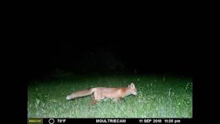 Fox Photographs Captured With White Flash Trail Camera - 9/18