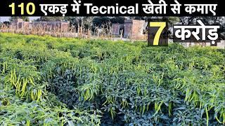 Chilli farming technique with mulching + drip irrigation in India profit  मिर्च की खेती Guava farmin