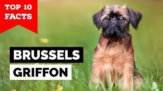 Brussels Griffon - Top 10 Facts