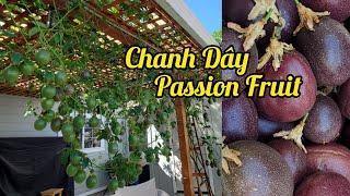 Bí quyết trồng chanh dây(passion fruit) được nhiều trái ở Mỹ